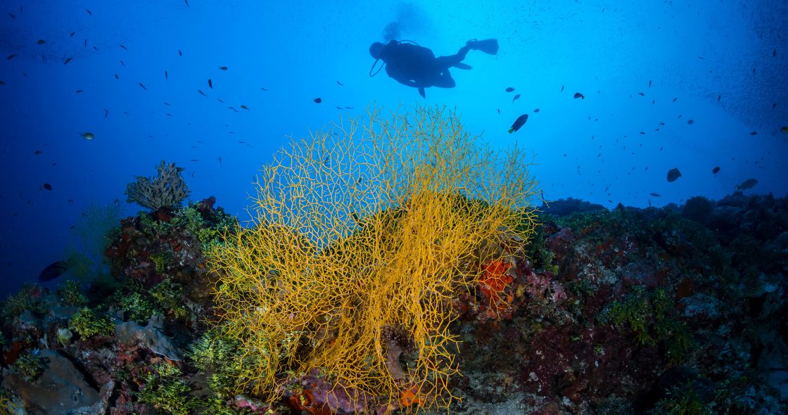 A Coral Reef With Fish