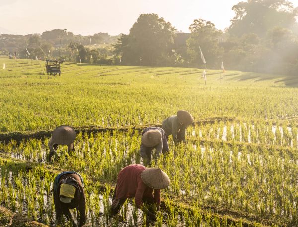 A Group Of Elephants In A Field