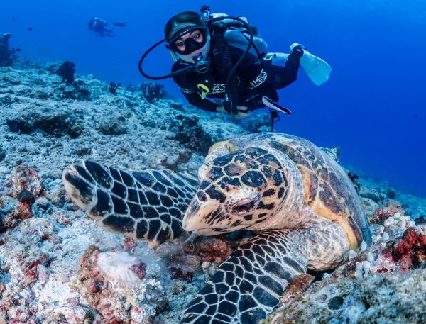 A Scuba Diver Next To A Turtle