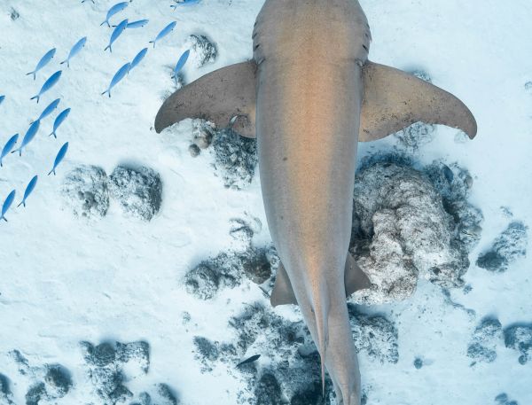 A Shark Swimming In The Water