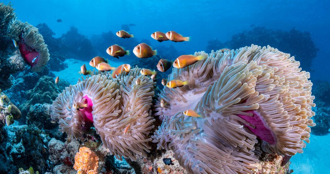 A School Of Fish Swimming In The Ocean