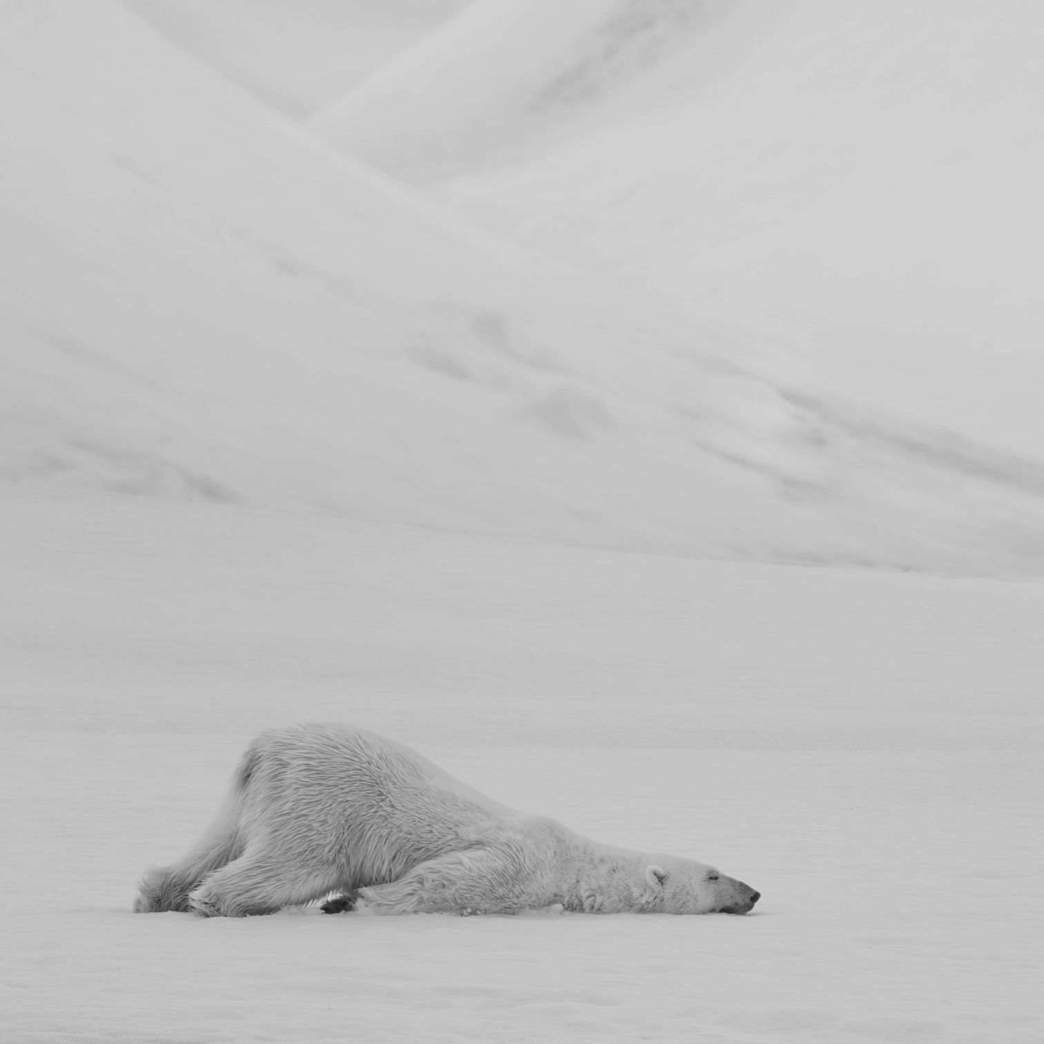 A Seal Lying On The Snow