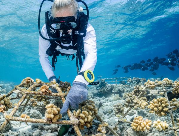 A Man In Scuba Gear In The Water With A Fish