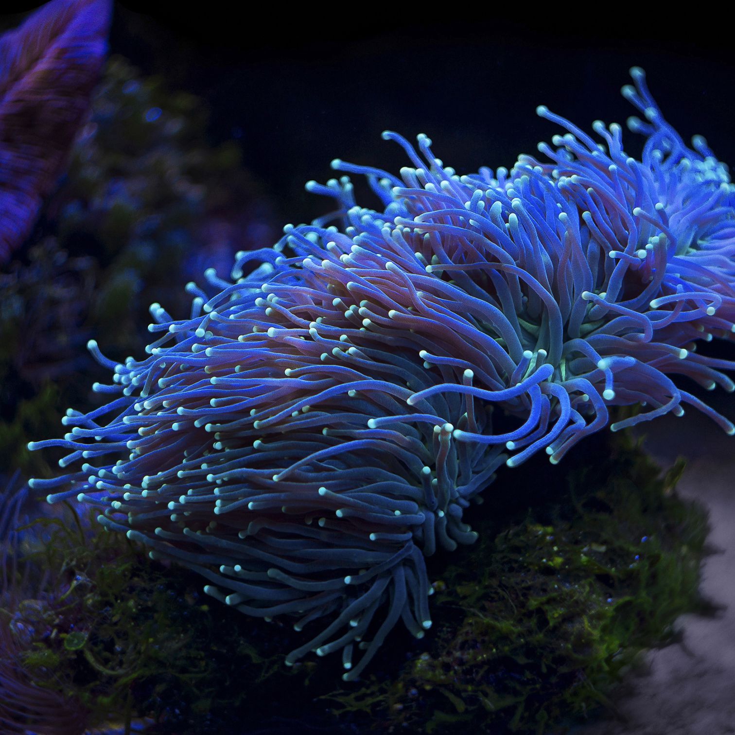 A Close Up Of A Sea Creature