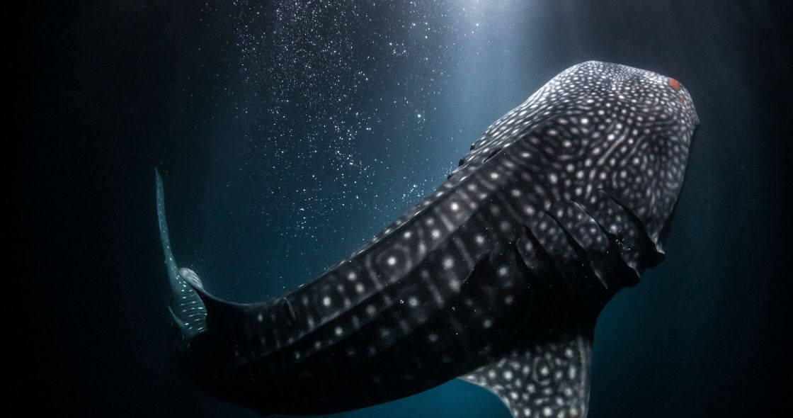 A Black And White Image Of A Fish