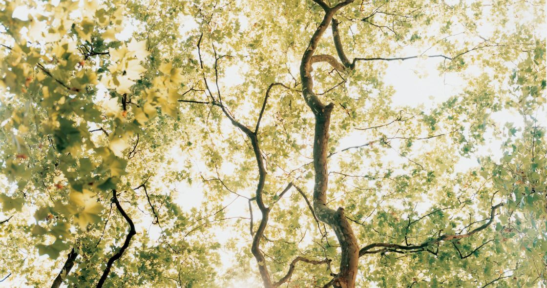 A Group Of Trees With Yellow Flowers