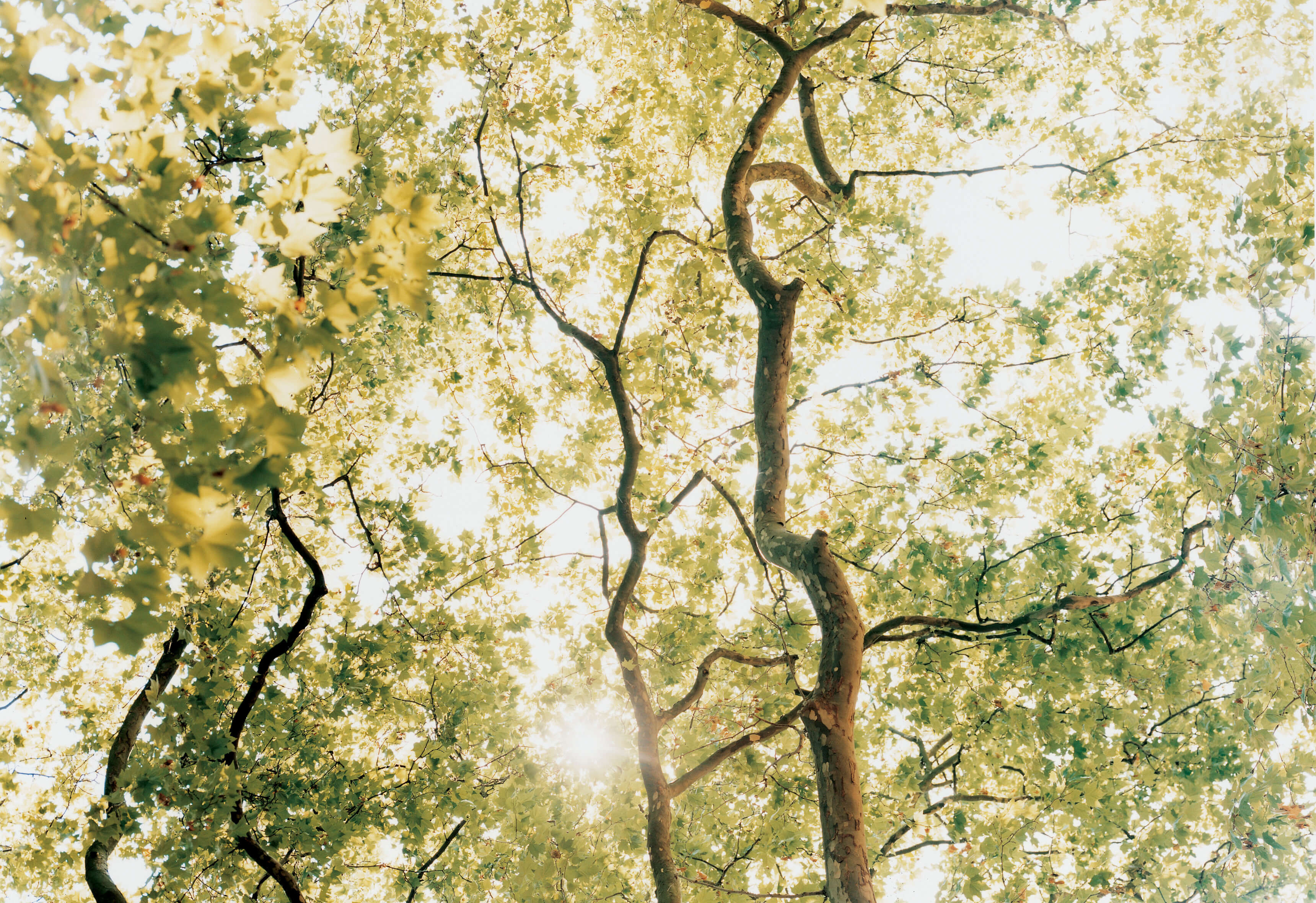 A Group Of Trees With Yellow Flowers