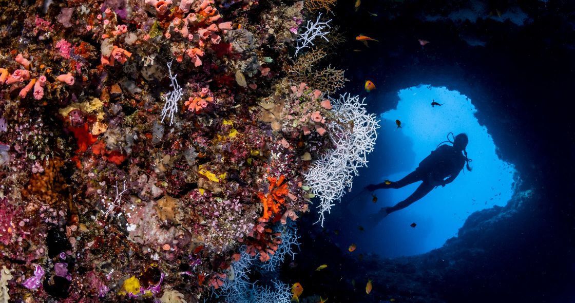 A Person Swimming In A Tank Of Fish