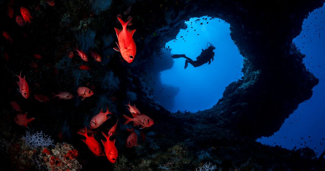 A School Of Fish Swimming In The Ocean