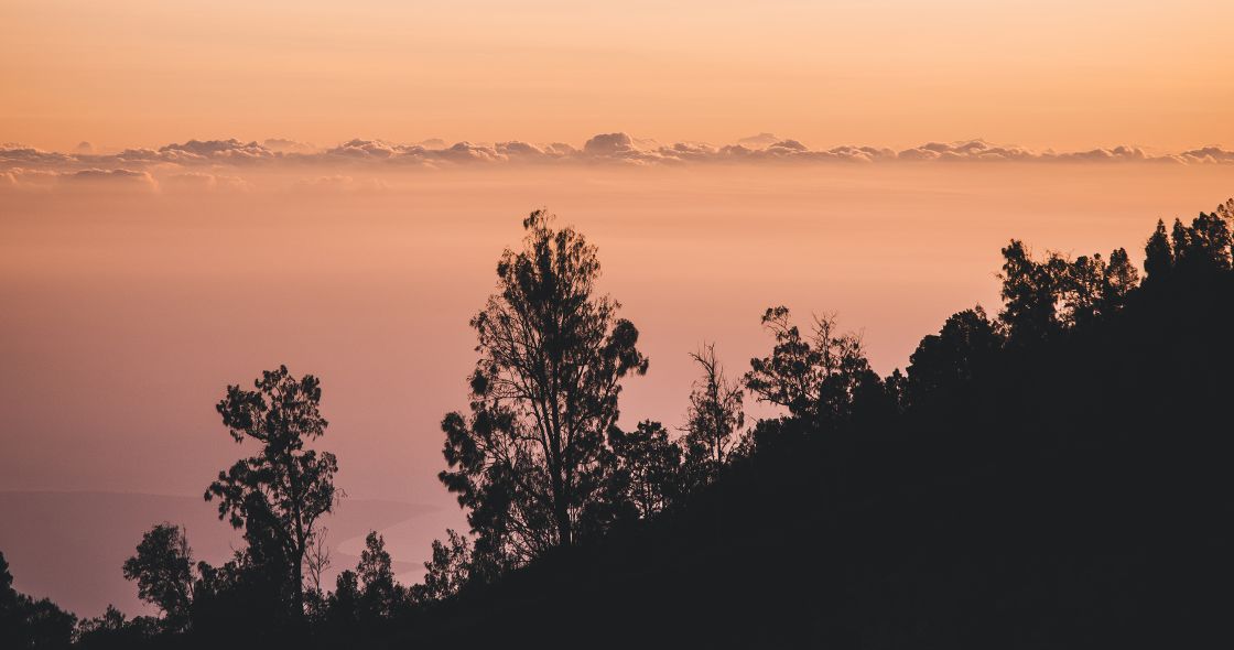 A Group Of Trees With A Foggy Sky In The Background