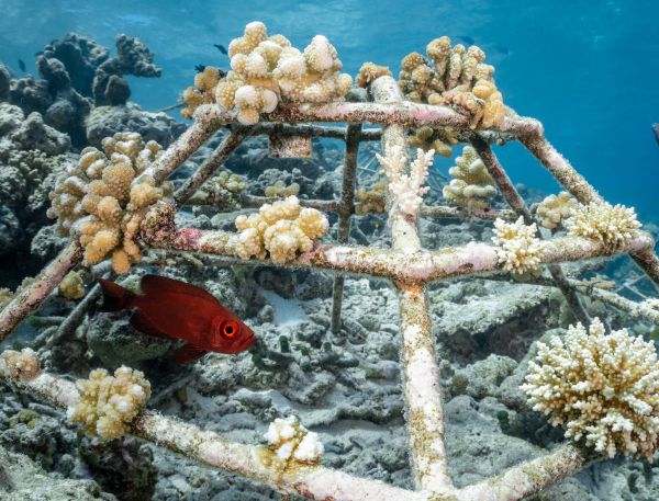 A Group Of Fish Swimming In The Water