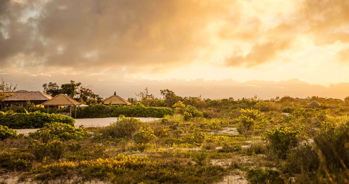 A Landscape With Trees And Bushes