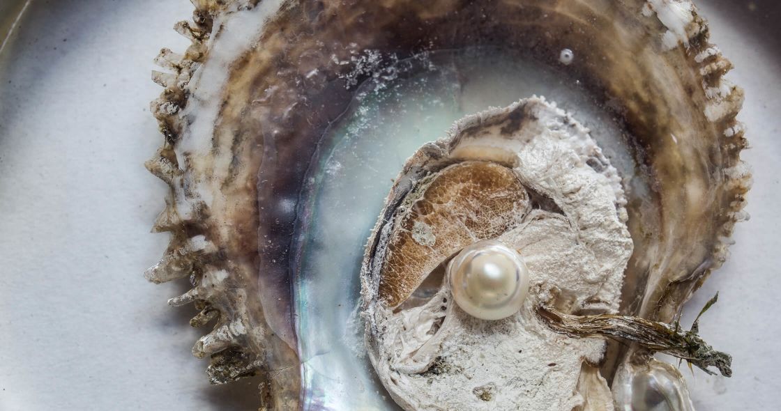 A Close-up Of A Fish