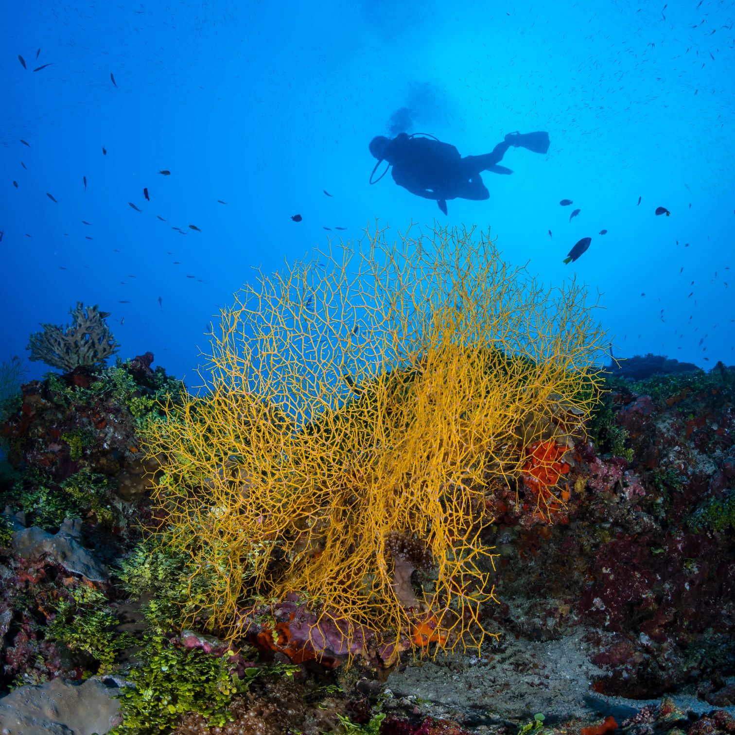 A Coral Reef With Fish