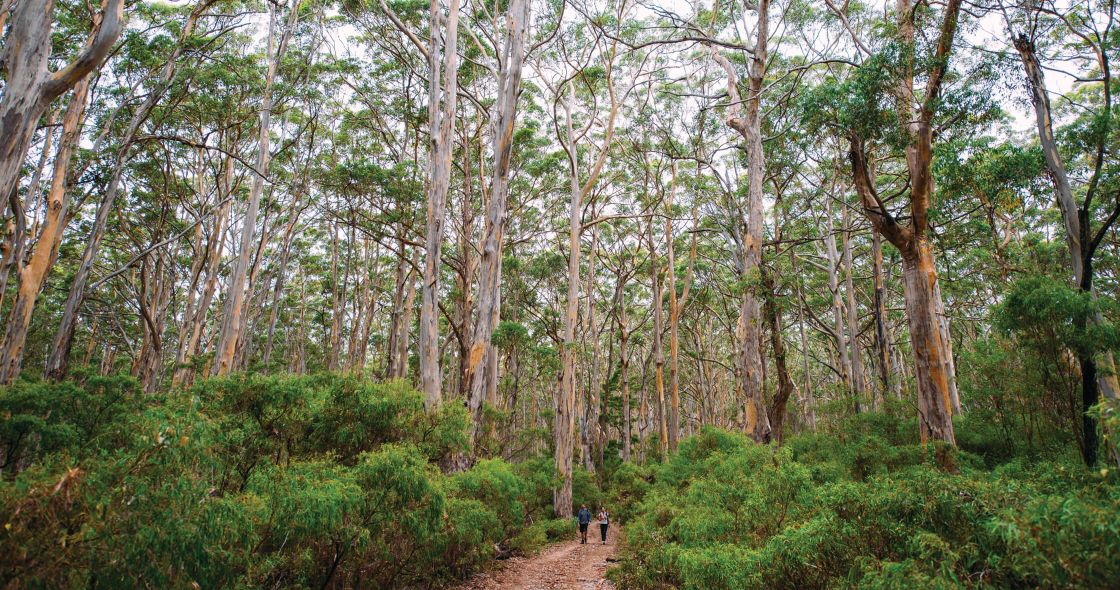 People Walking On A Path Through A Forest