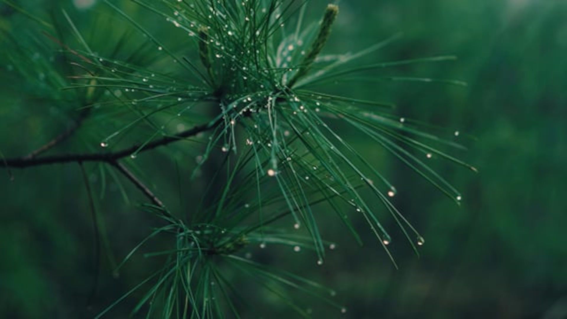 A Close Up Of A Spider