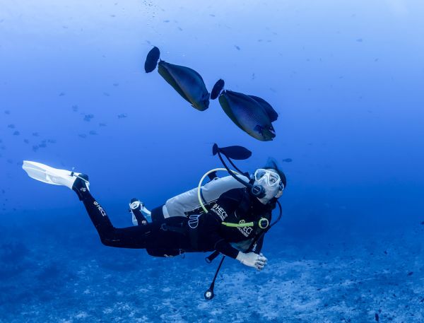 A Scuba Diver And A Shark