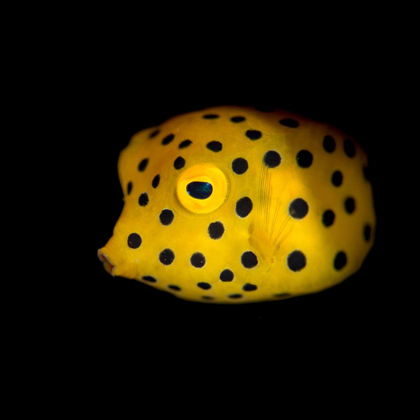 OUR HOUSE REEF AFTER DARK